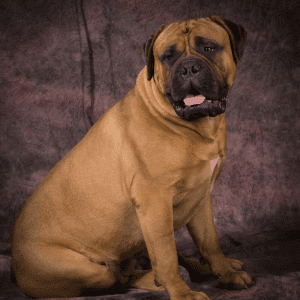 Bullmastiff