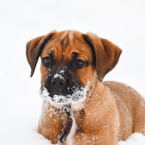 Bullmastiff Puppy