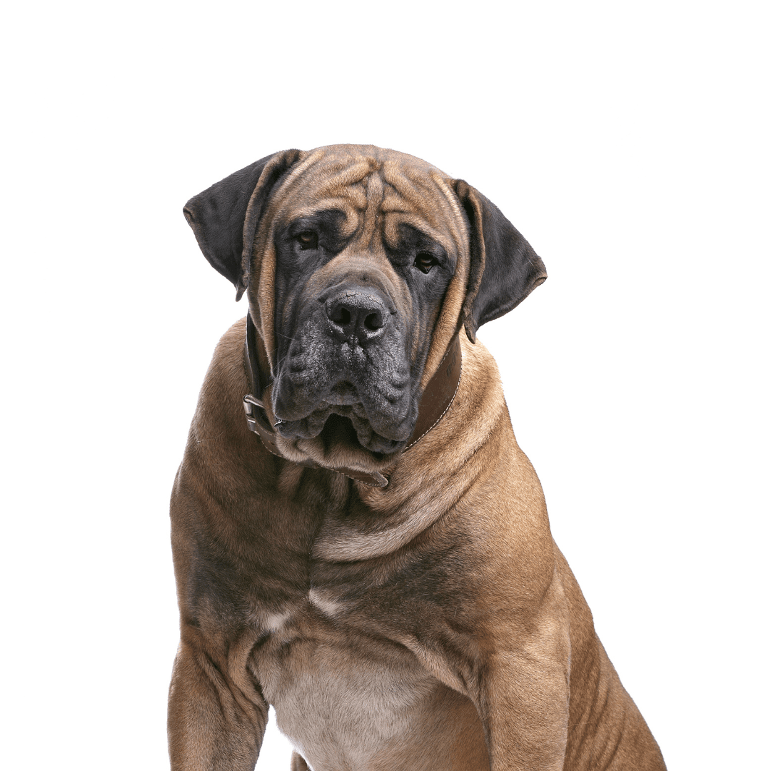Bullmastiff