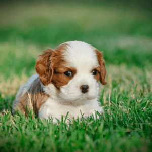 Cavalier King Charles Spaniel Puppy