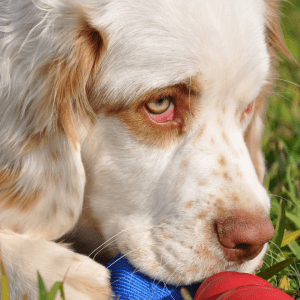 Clumber Spaniel