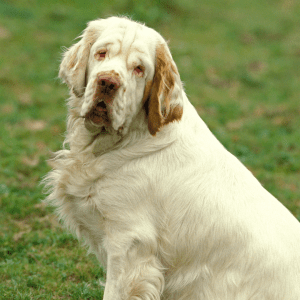 Clumber Spaniel