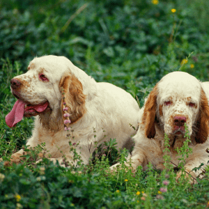 Clumber Spaniel
