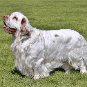 Clumber Spaniel