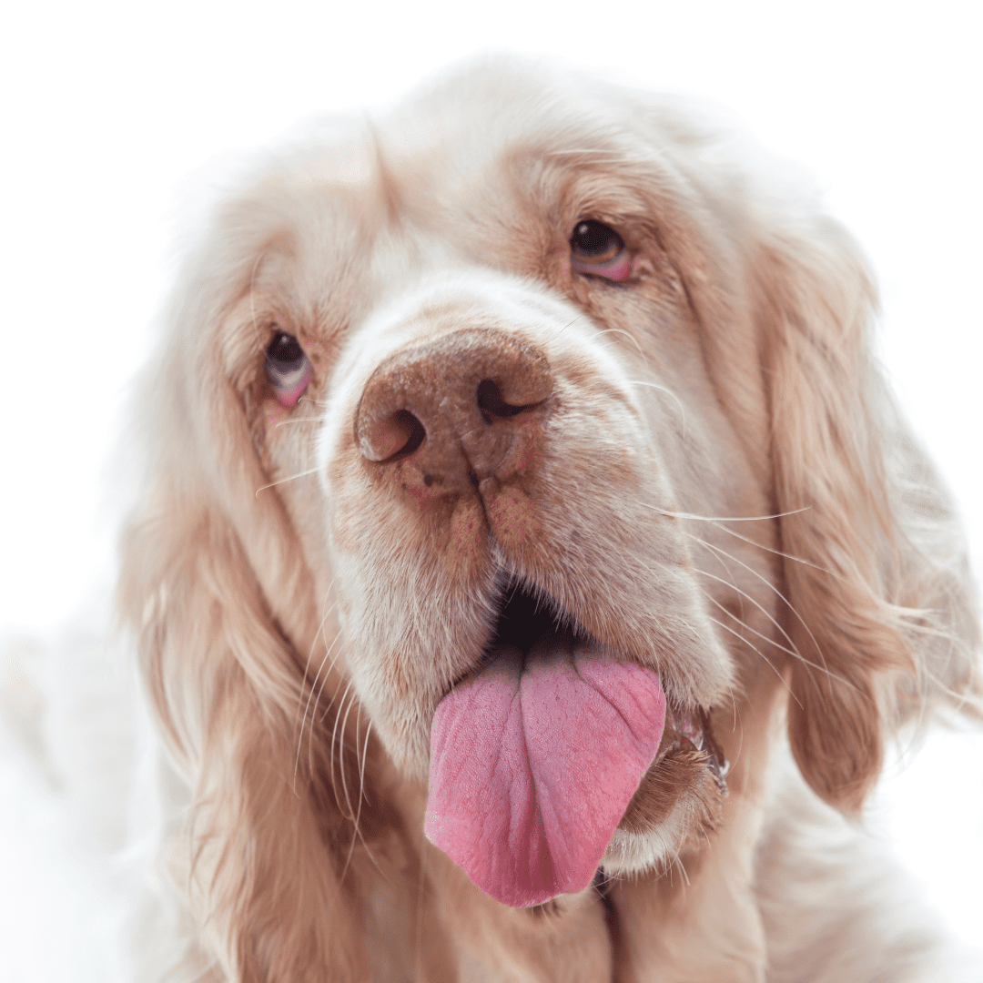 Clumber Spaniel