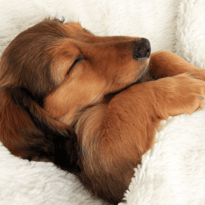 Dachshund Puppy