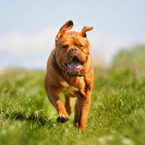 Dogue De Bordeaux