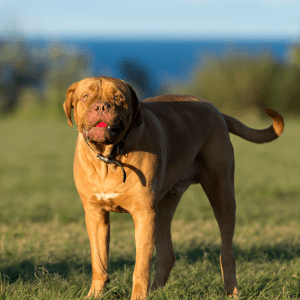Dogue De Bordeaux