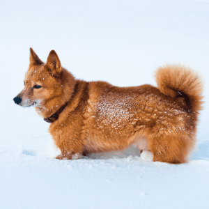 Finnish Spitz