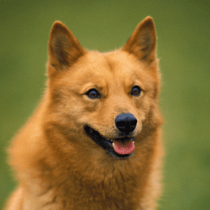 Finnish Spitz