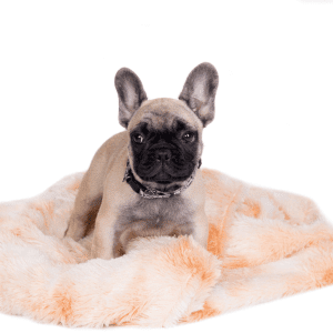 French Bulldog Puppy
