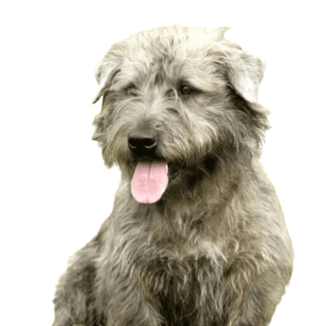 Glen of Imaal Terrier