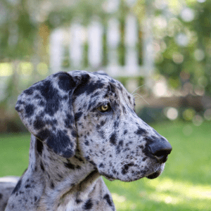 Great Dane