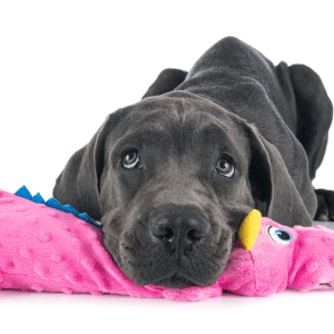 Great Dane Puppy