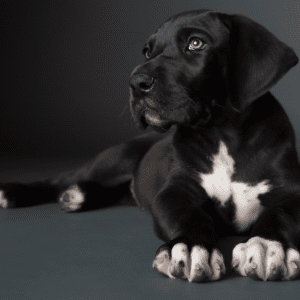Great Dane