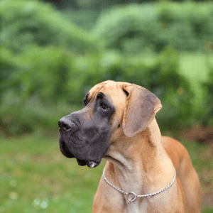 Great Dane