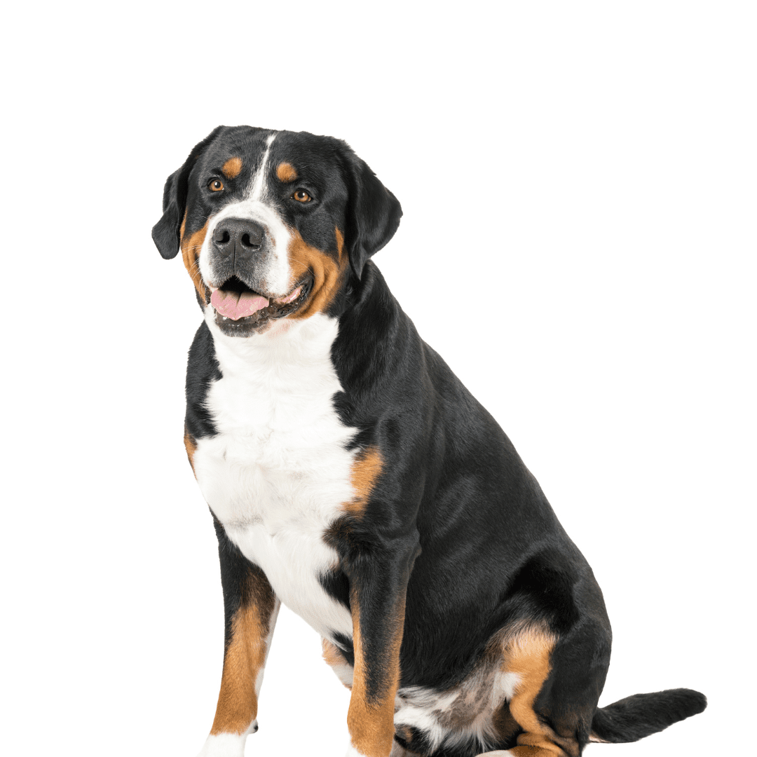Greater Swiss Mountain Dog