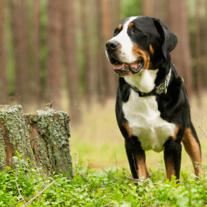 Greater Swiss Mountain Dog