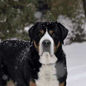 Greater Swiss Mountain Dog