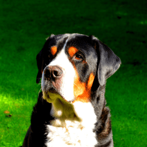 Greater Swiss Mountain Dog