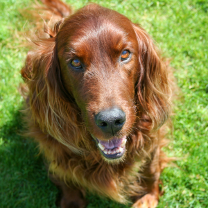 Irish Setter