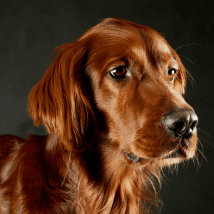 Irish Setter