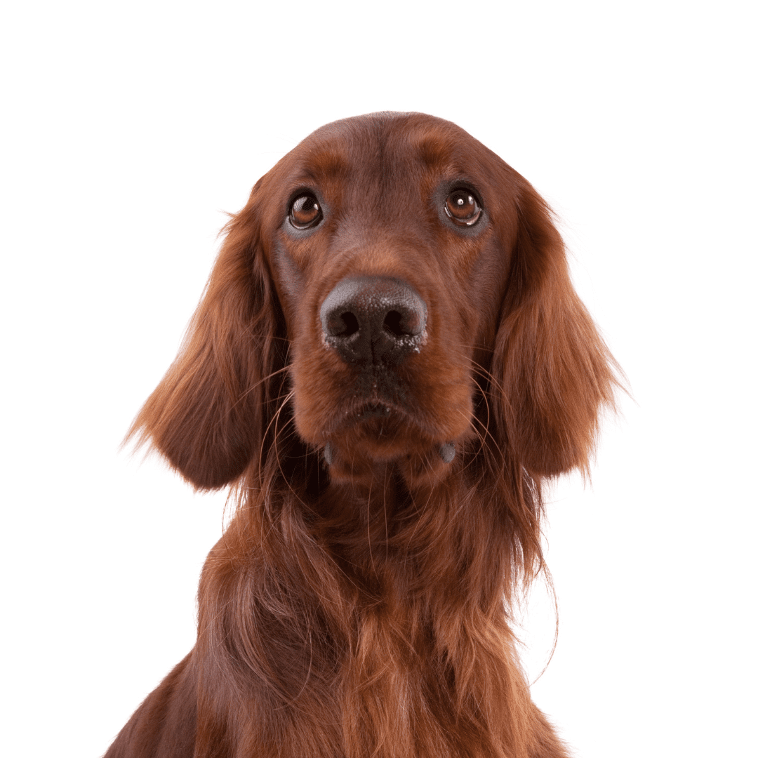 Irish Setter