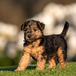 Lakeland Terrier