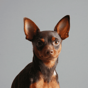 Miniature Pinscher