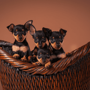 Miniature Pinscher