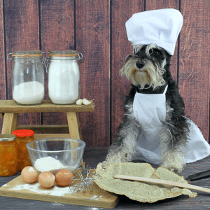 Miniature Schnauzer
