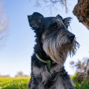Miniature Schnauzer