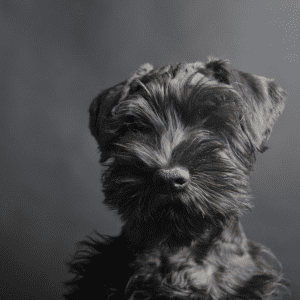 Miniature Schnauzer