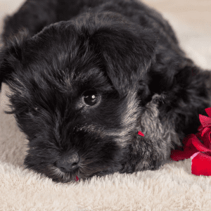 Miniature Schnauzer Puppy
