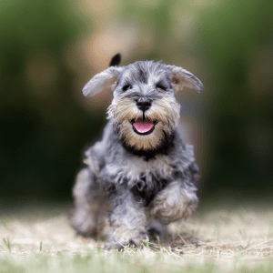 Miniature Schnauzer puppy