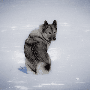 Norwegian Elkhound