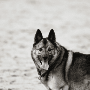 Norwegian Elkhound