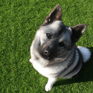 Norwegian Elkhound