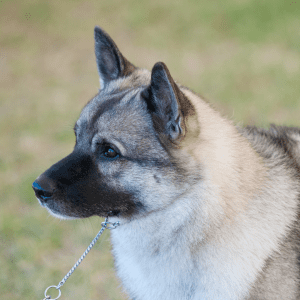 Norwegian Elkhound