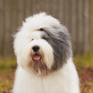 Old English Sheepdog