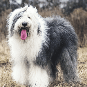 Old English Sheepdog