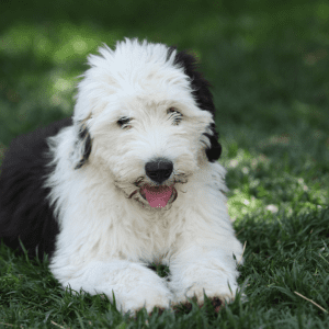 Old English Sheepdog Puppy