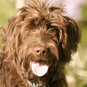 Rare Dog Breeds