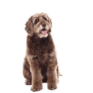 Otterhound