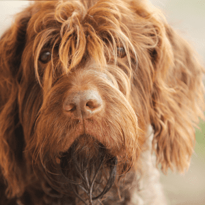 Otterhound