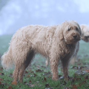 Otterhound