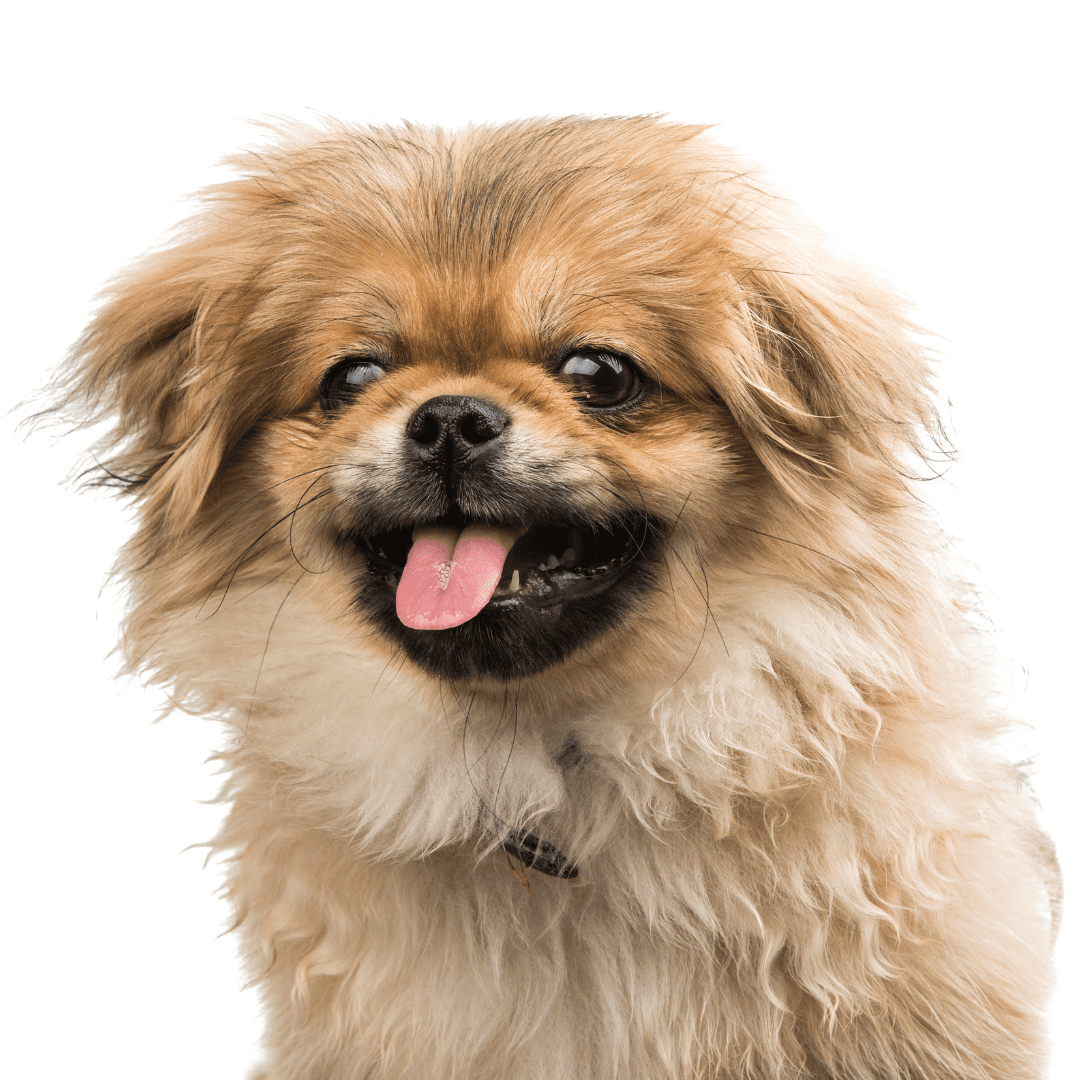 Pekingese Dog