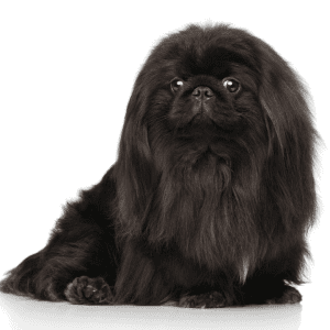 Pekingese Dog