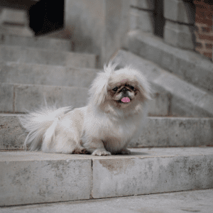Pekingese
