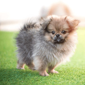 Pekingese Dog